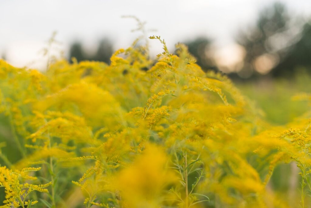 Close-up of yellow wildflowers with blurred background in a rural field setting.