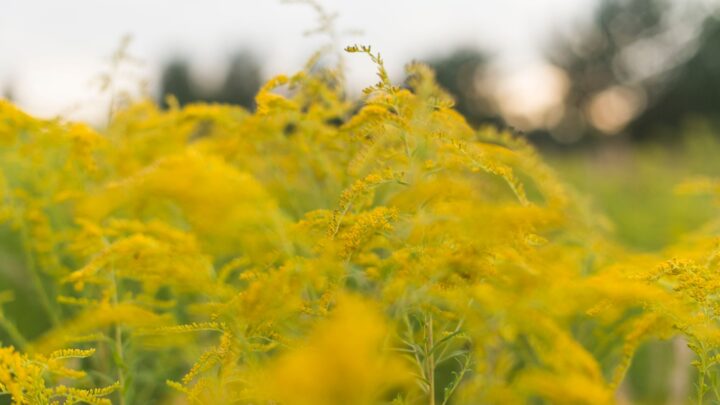 Close-up of yellow wildflowers with blurred background in a rural field setting.
