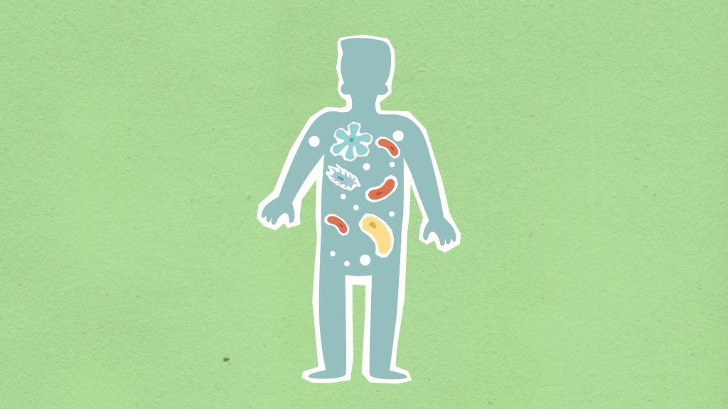 gut microbiome bacteria and brain connection illustration